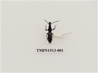 藏品(象鼻蟲科)的圖片